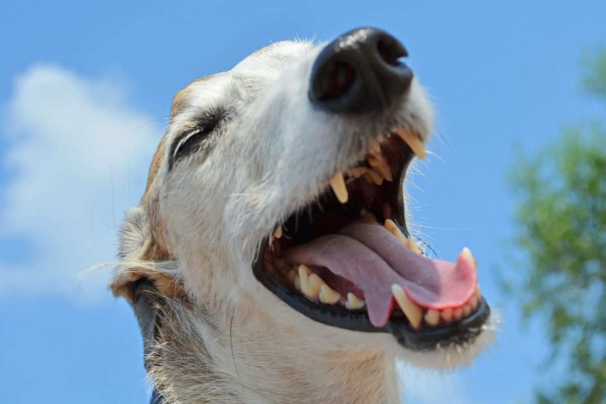 Cane con la bocca aperta