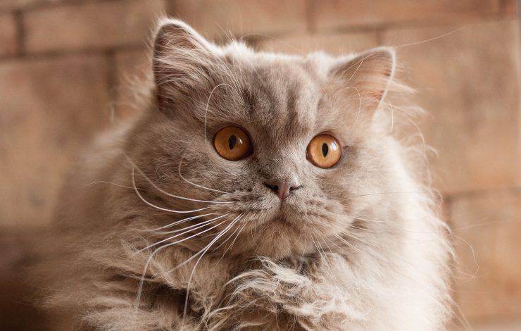 british longhair