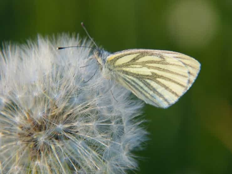 Dente di leone e farfalla (Foto Pixabay)