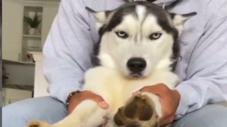 L'husky svogliato (Foto video)