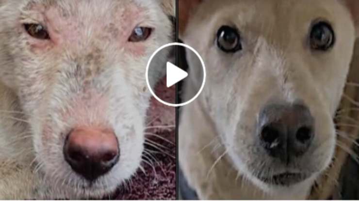 Il cane Lamb (Foto video)