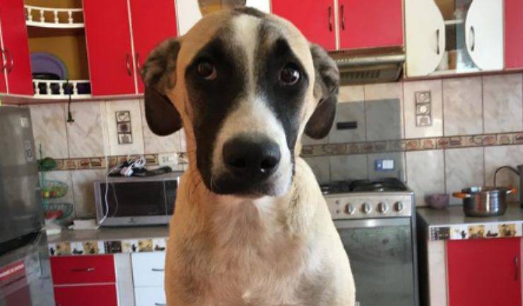 cane Toby (Foto Instagram)