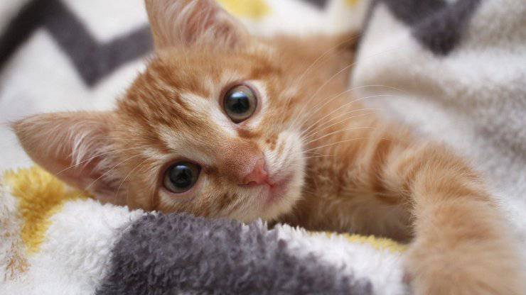 Il gattino riconosce il suo papà