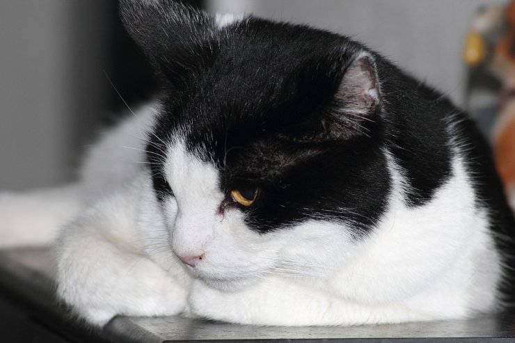 Gatto in punizione