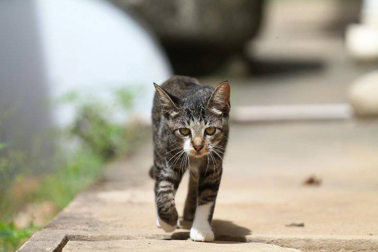 Il gatto non cammina bene Il gatto non cammina bene