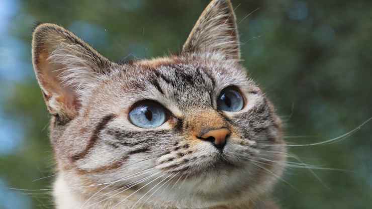 Micio espressivo (Foto pixabay)