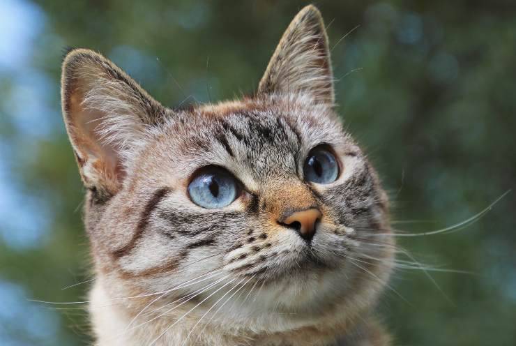 Revertor per gatti Revertor per gatti