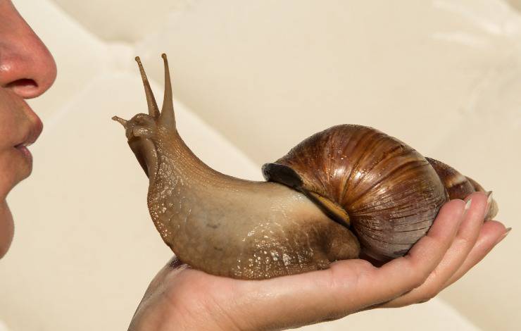 chiocciola gigante
