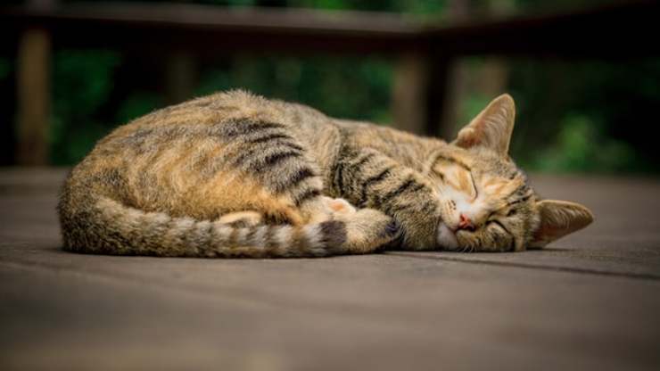 coccole micio