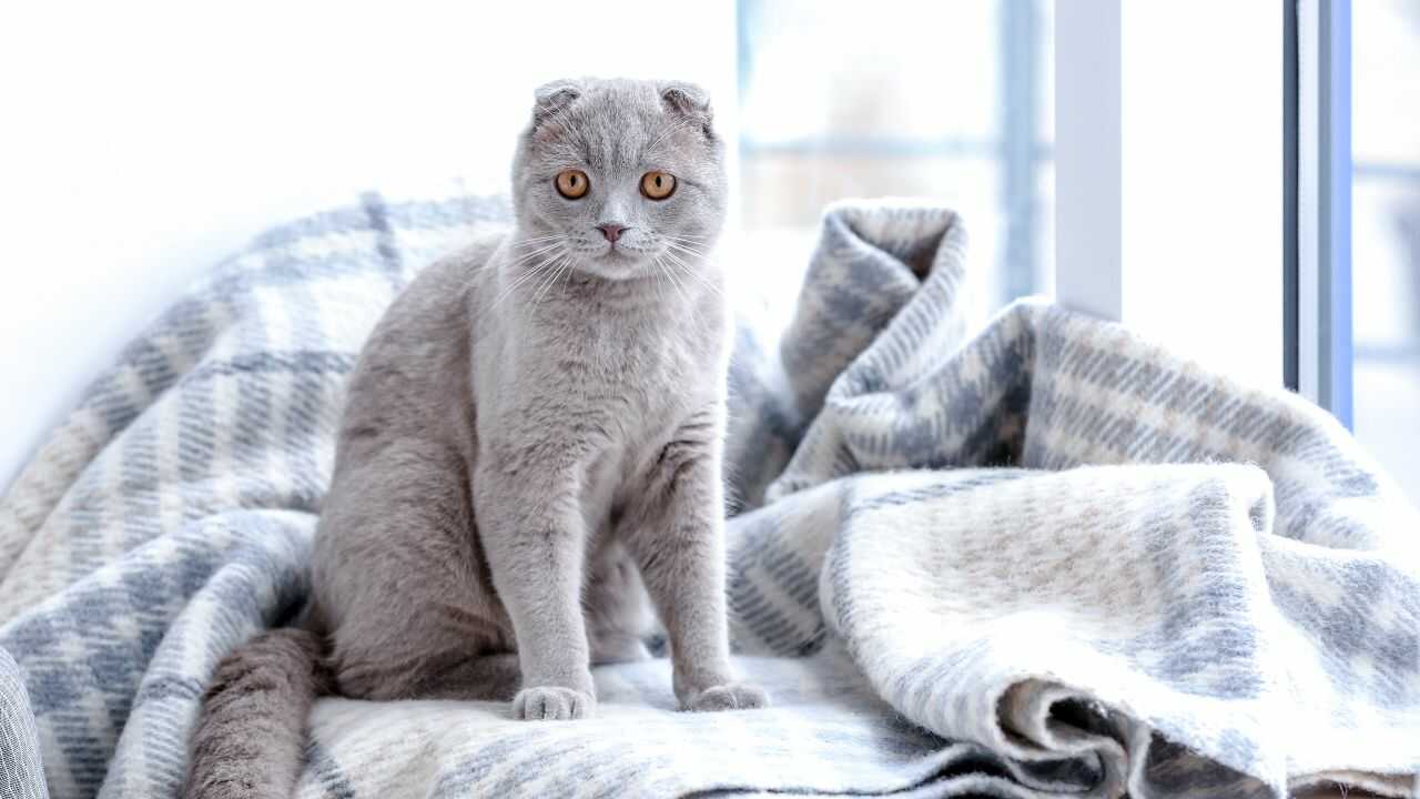 scottish fold cura scottish fold