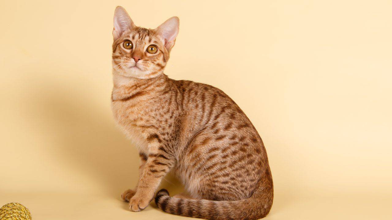 ocicat curiosità ocicat