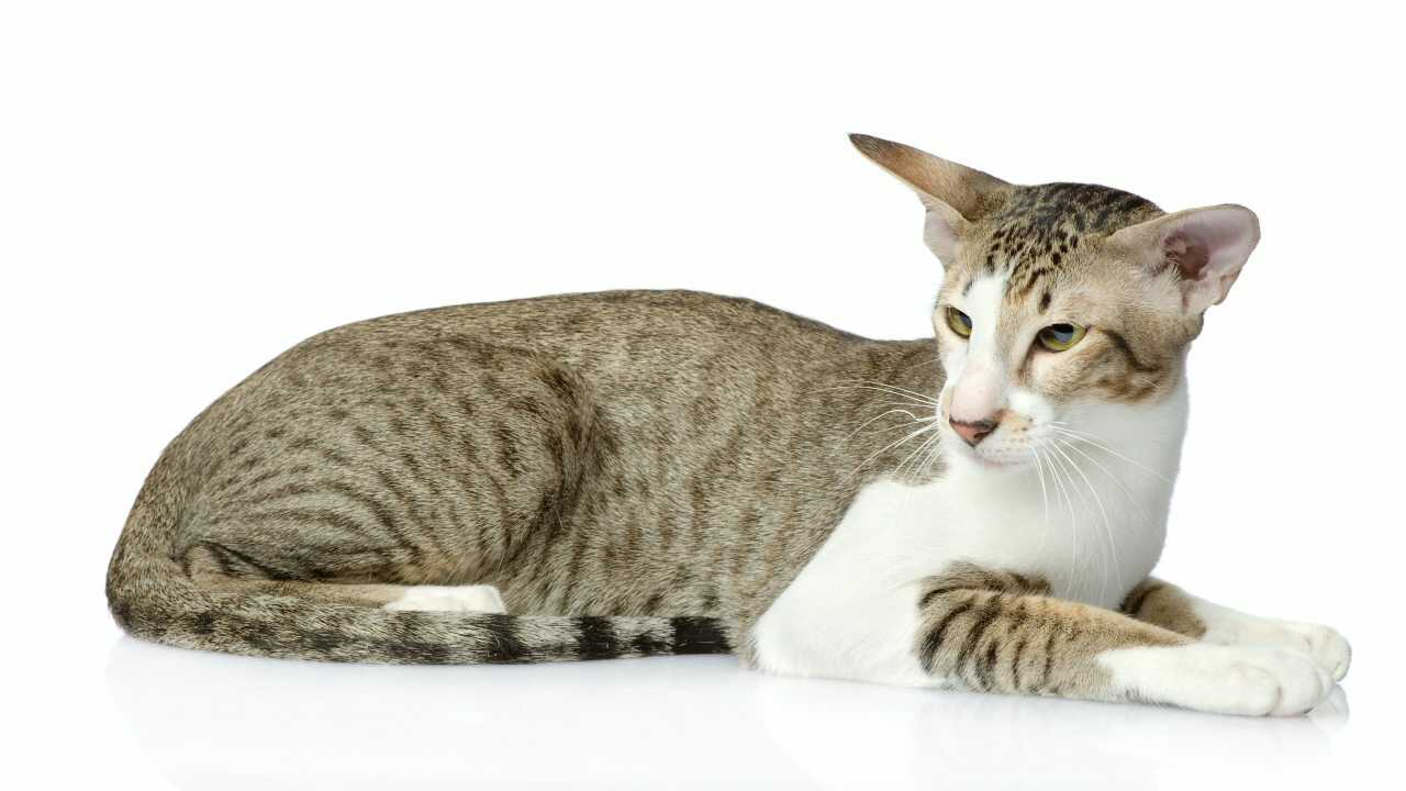 orientale shorthair curiosità orientale shorthair