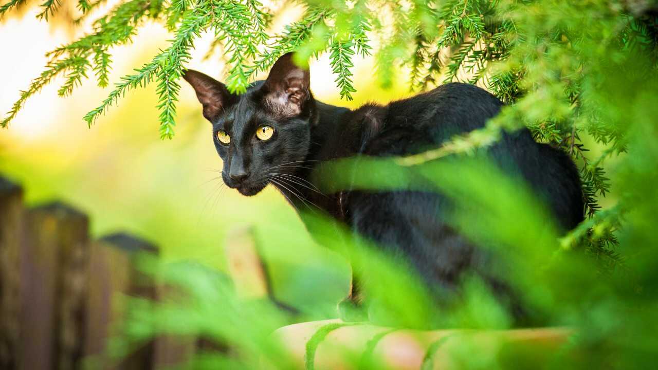 oriental shorthair Differenza oriental shorthair siamese