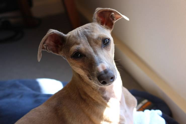 Cagnolino carino