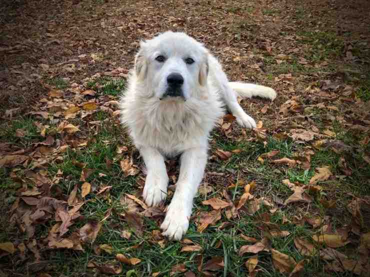 Fido nella natura