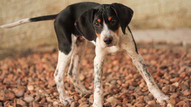 Alimentazione dell'American Foxhound