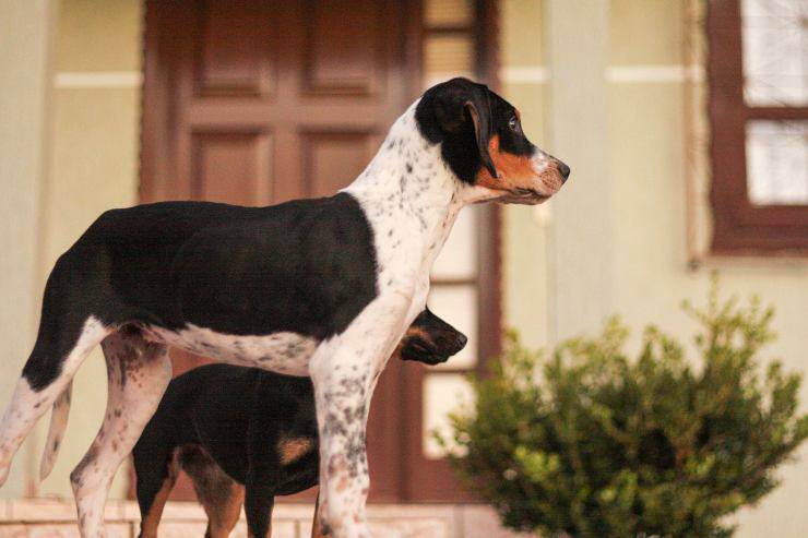 Di cosa si ammala l'American Foxhound American Foxhound