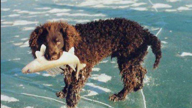 Cosa sapere sull'American Water Spaniel Curiosità sull'American Water Spaniel