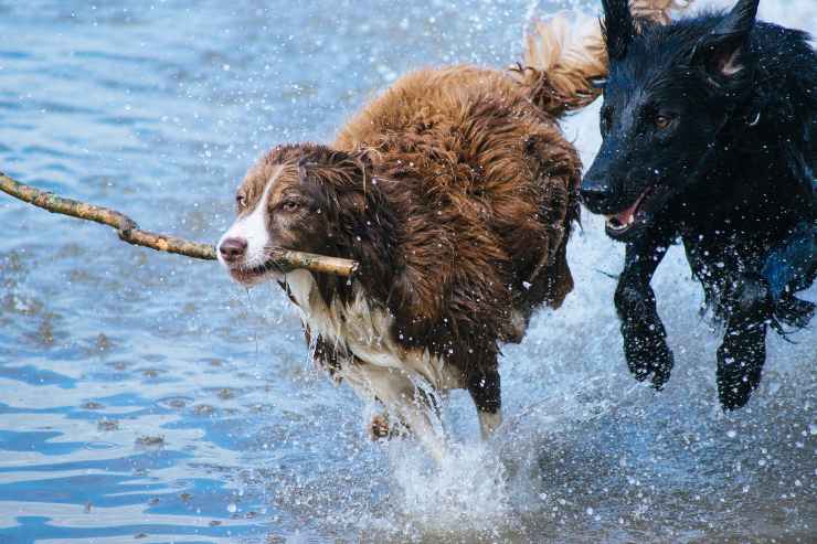 Cani che hanno più bisogno di esercizio fisico Cani che hanno più bisogno di esercizio fisico