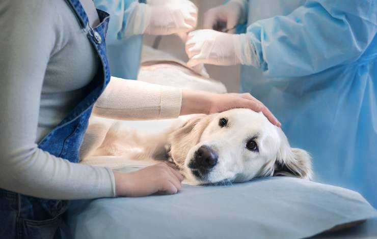 cane dal veterinario