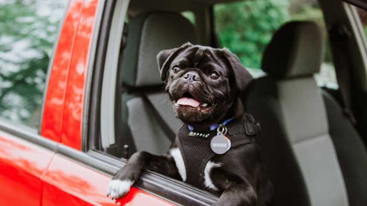 dove si sente a suo agio cane in auto