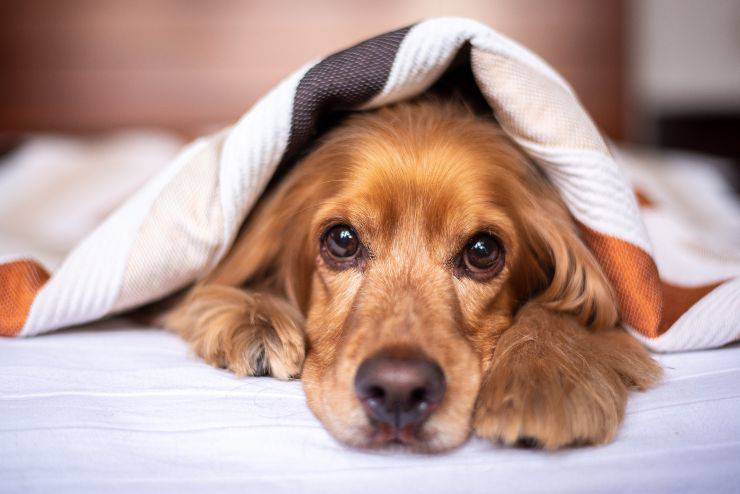 Il cane ci sveglia di notte