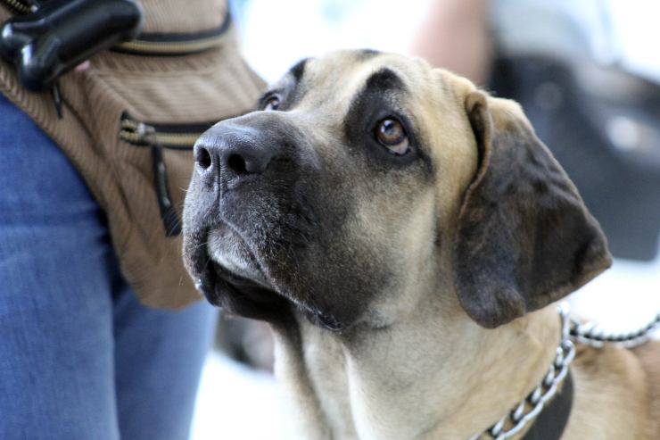Razze di cani non troppo impegnativi