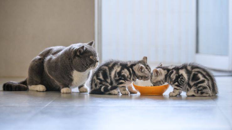 gatti possono condividere la ciotola