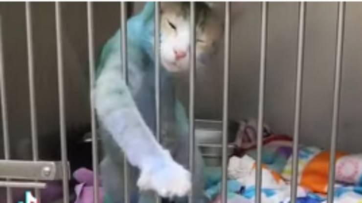 Il gatto dipinto di blu (Foto video)