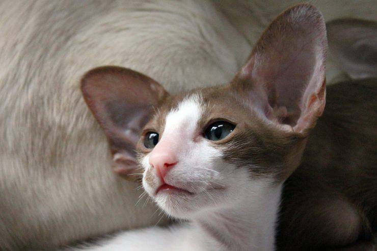gatto orientale