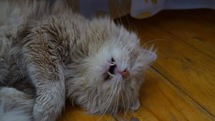 gatto respira veloce quando dorme