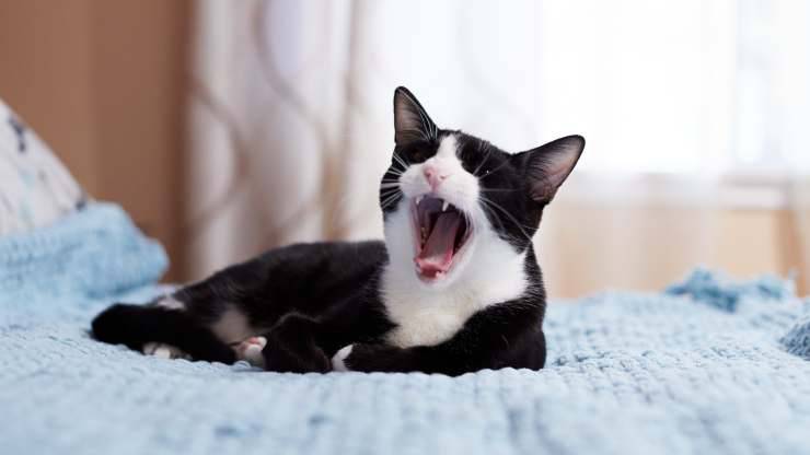 gatto sbadiglia quando mi vede