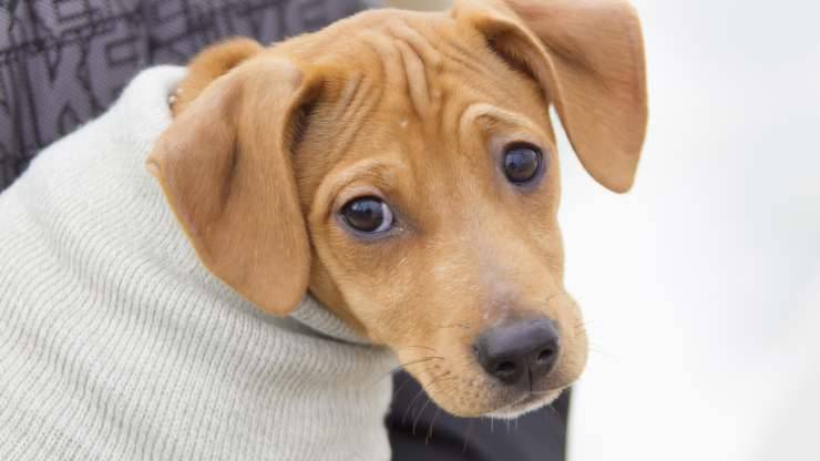 cani si imbarazzano
