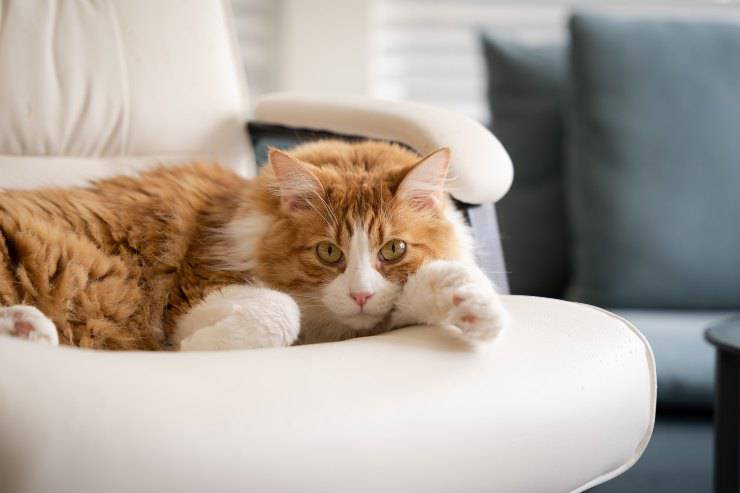 Felino rifiuta la sua cuccia