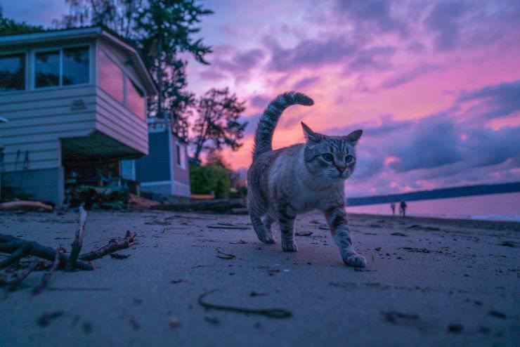 I movimenti del felino