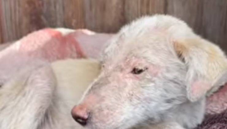 cagnolino ferito e triste (Foto video) 