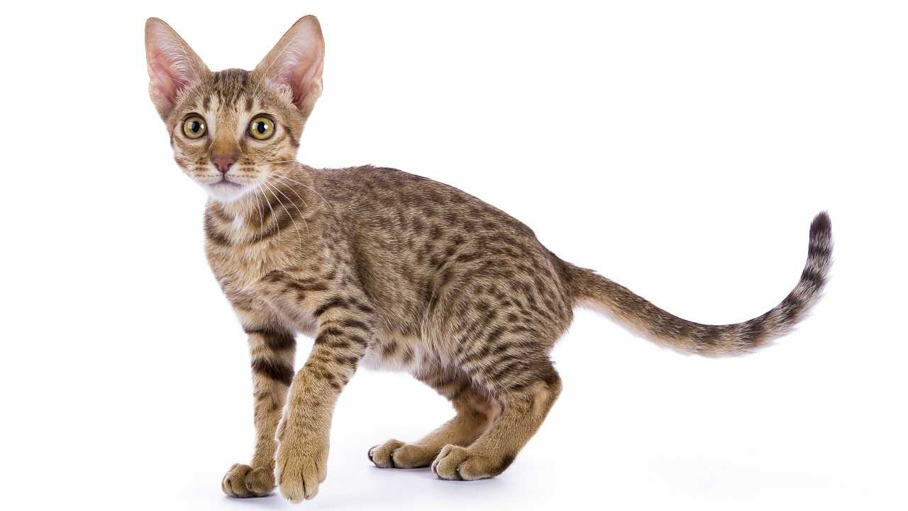 ocicat malattie comuni ocicat