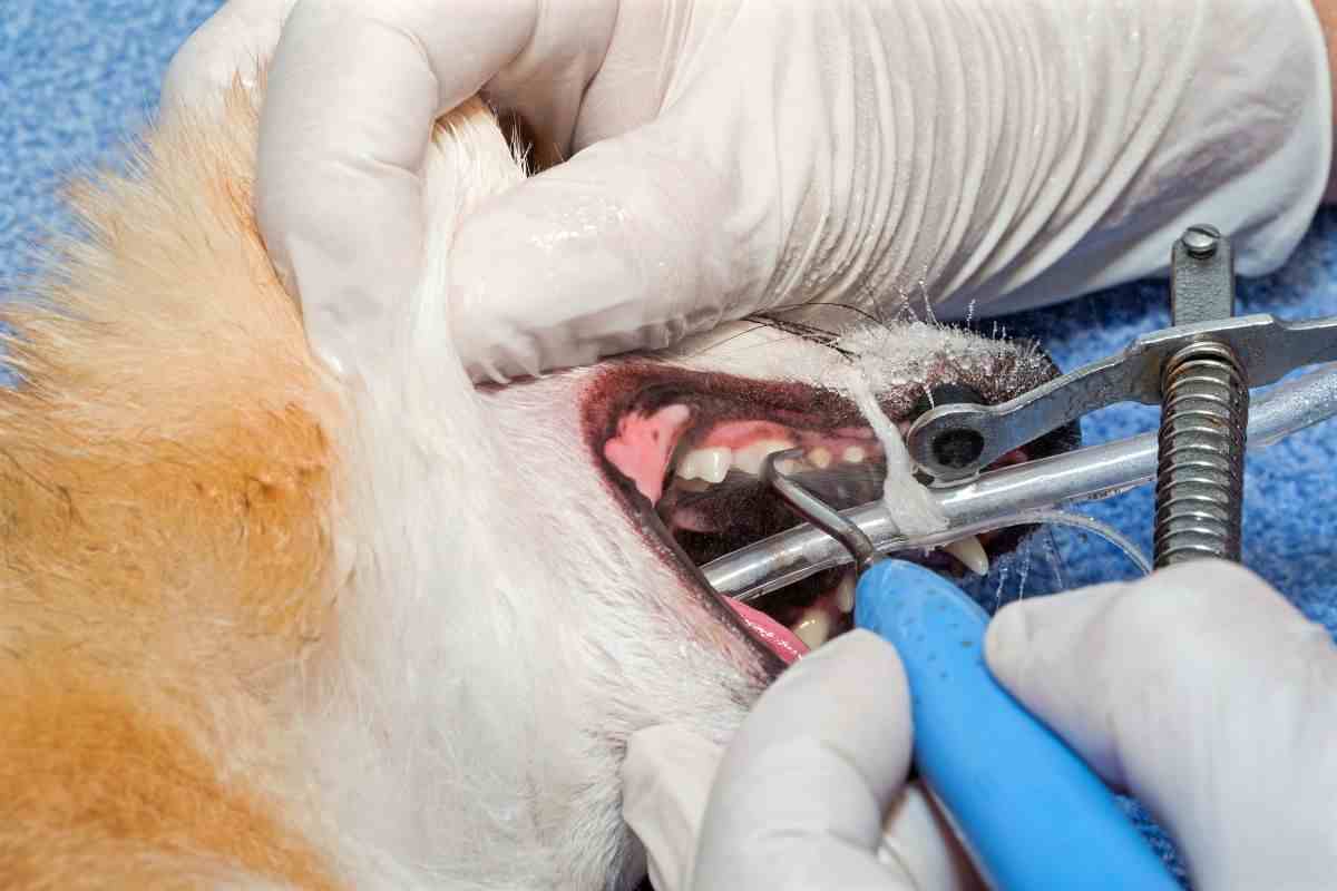 operare il cane