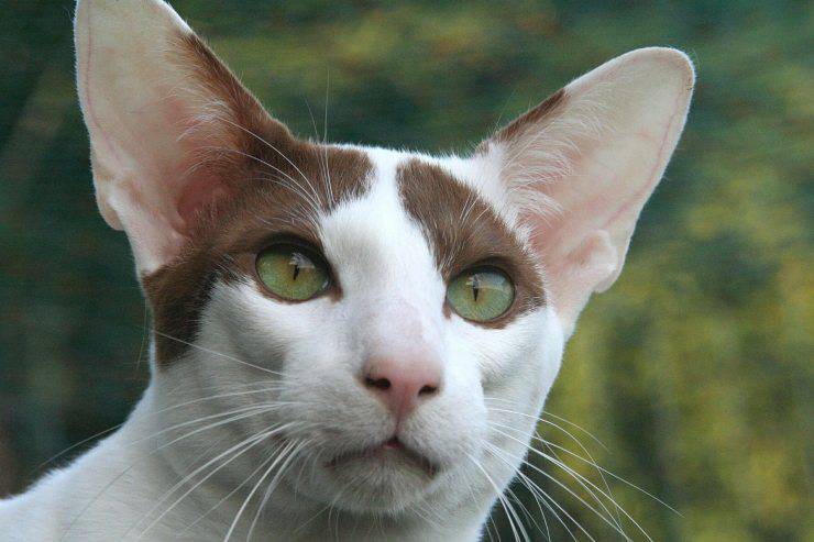 gatto orientale