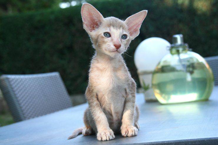 gatto orientale