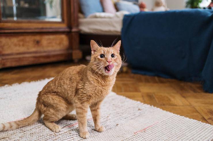 Il comportamento del felino