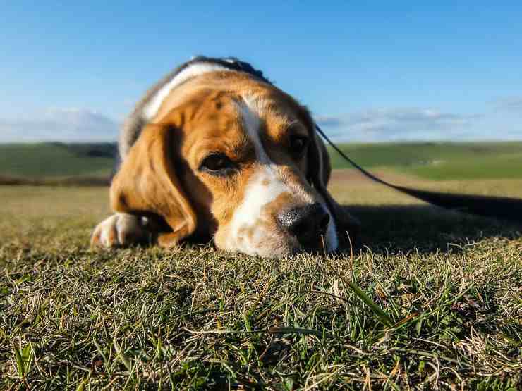 L'epilessia nel cane