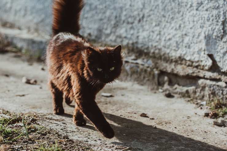 Il felino cammina male