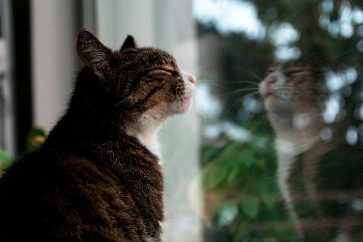 Gatti per persone impegnate