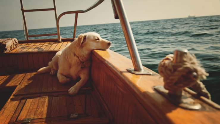 portare il cane in barca