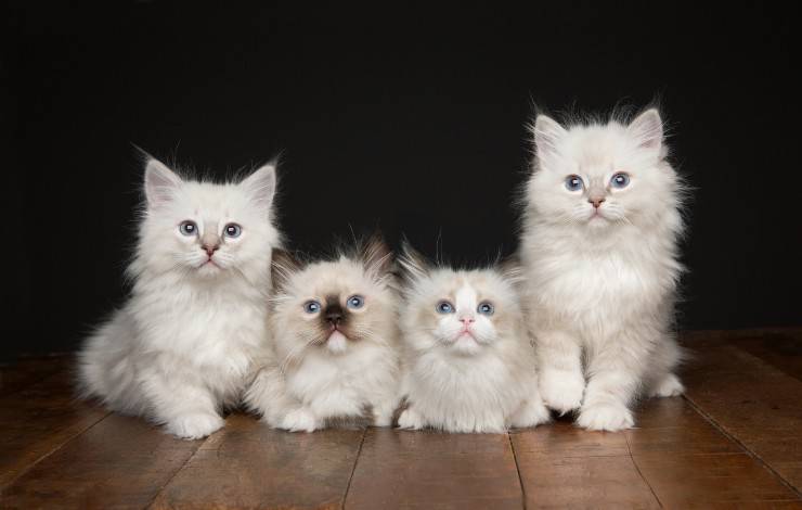 ragdoll