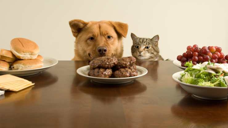 ricette al tacchino per cani