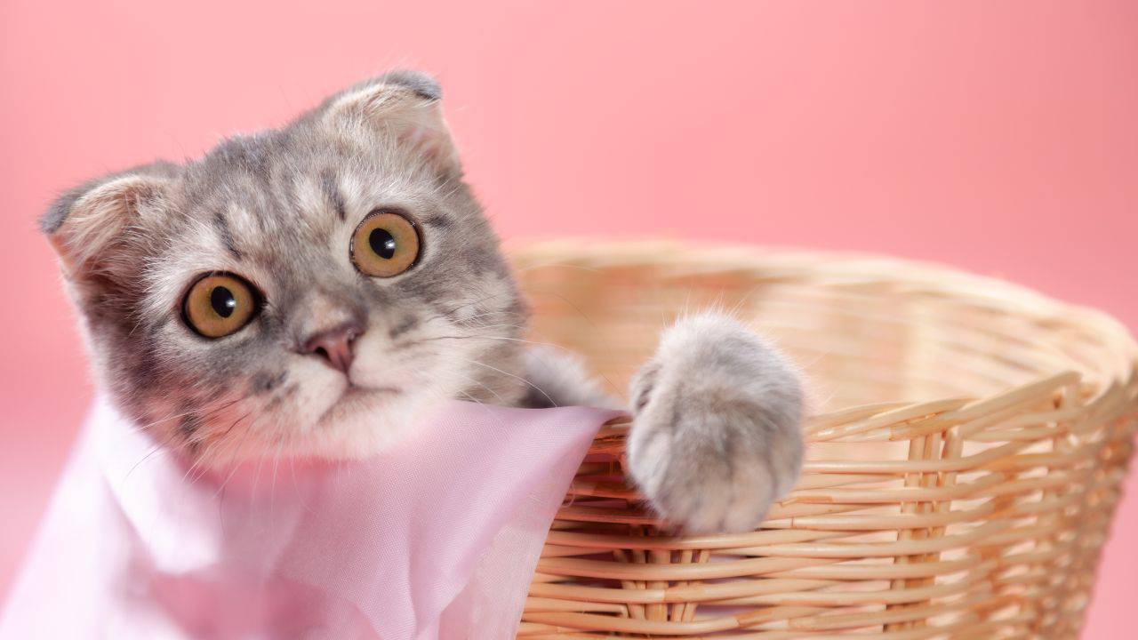 adottare scottish fold