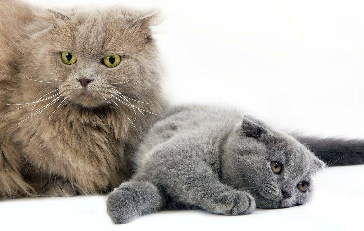 scottish fold longhair