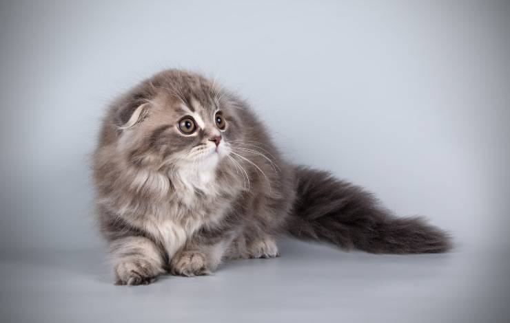 scottish fold longhair